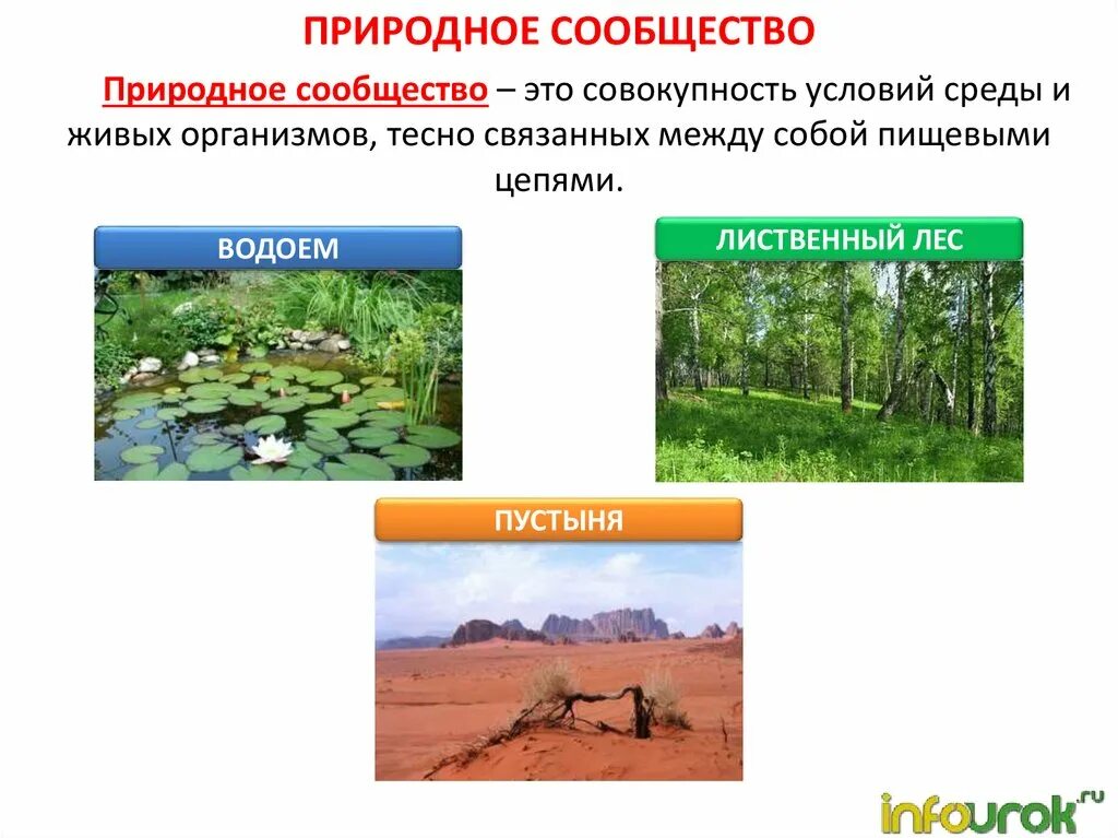 Вопросы по биологии природные сообщества. Природные сообщества. Название природного сообщества. Доклад о природном сообществе. Многообразие природных сообществ.