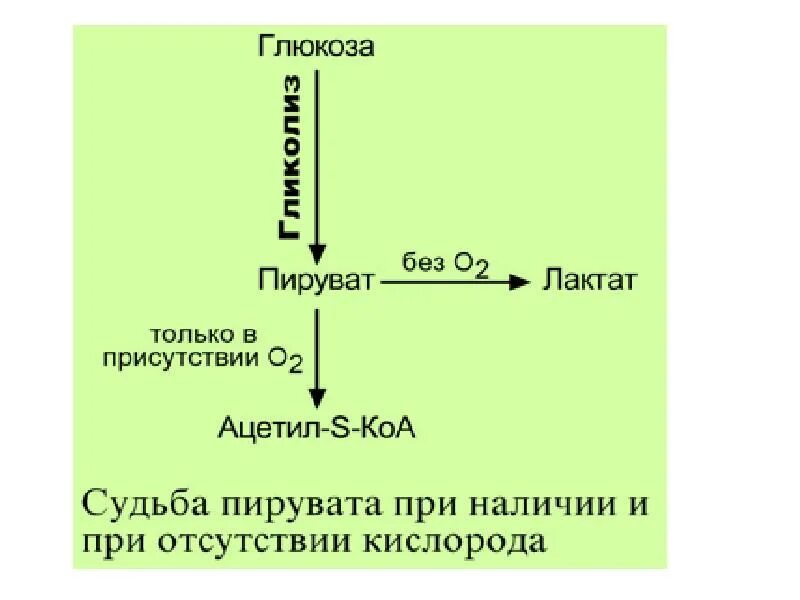 Превращение лактата в пируват. Превращение ПВК В ацетил-КОА. Превращение лактата в пи. Превращение пирувата в ацетил-КОА. Превращение ацетил коа