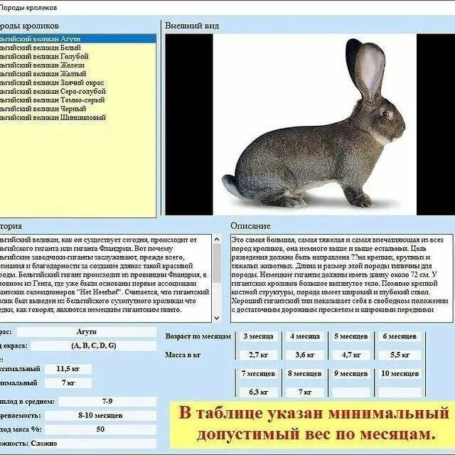 Длина тела кролика. Вес калифорнийского кролика. Вес кролика калифорнийской породы. Длина тела кролика. Длина тела кролика.