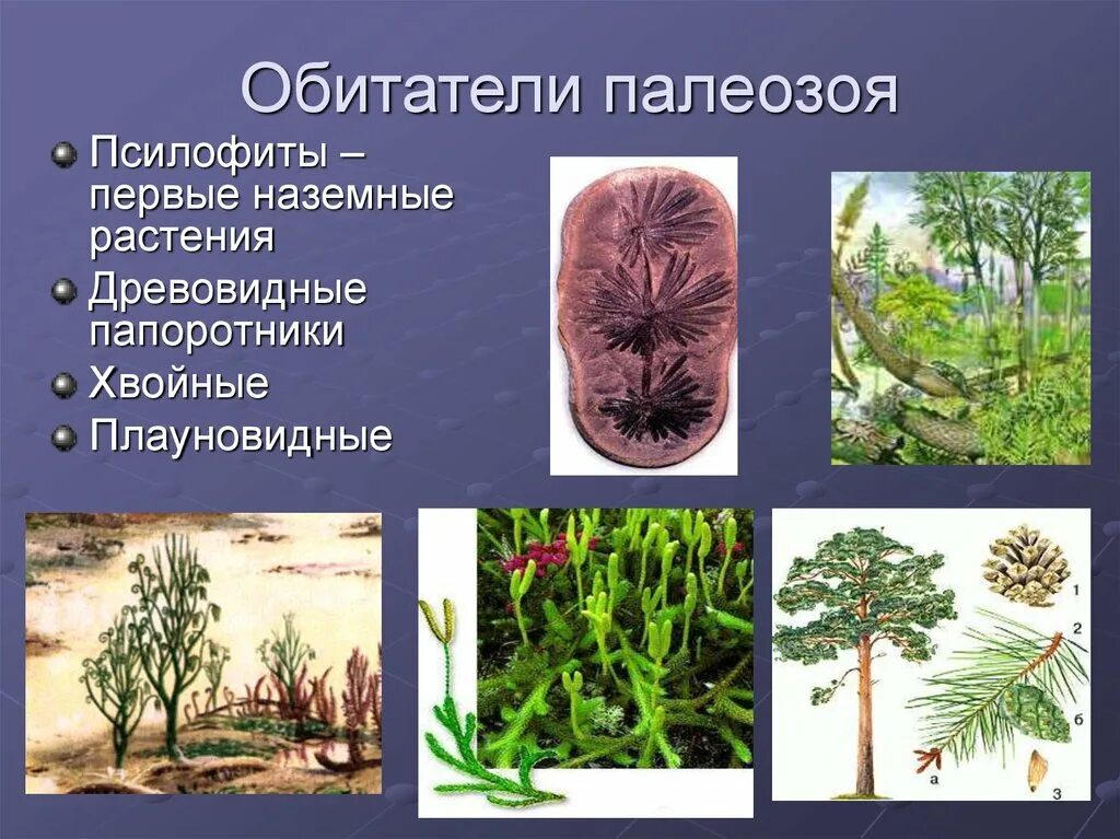 Псилофиты мезозой. Псилофиты растения. Псилофиты палеозой. Палеозойская Эра псилофиты.