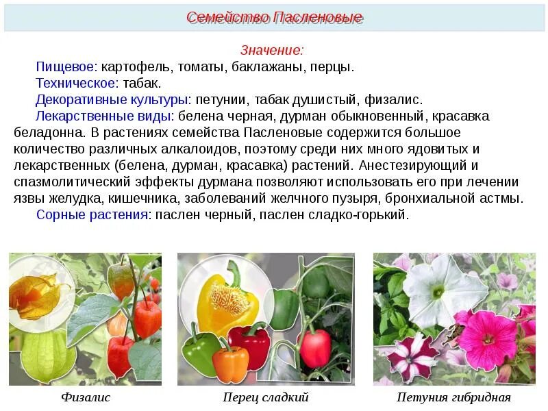 К какому семейству относится перец