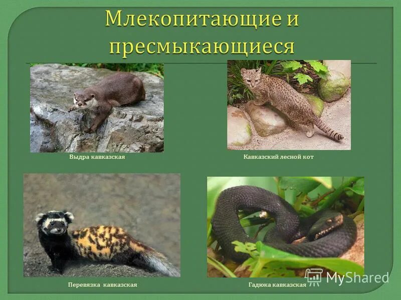 Лизард рептилия. Ящерица игуана. Рептилии для детей. Рептилии и млекопитающие. Зверозубый ящер признаки.