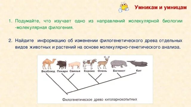 Эволюция растений и животных филогенетическое Древо. Анализ филогенетического дерева. Филогенетический ряд хомяк. Филогенетический ряд человека.