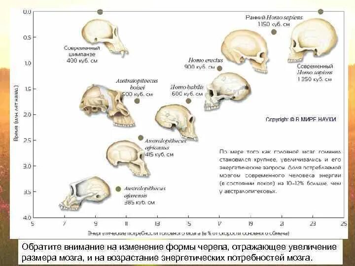 Направления эволюции головного мозга. Эволюция человека объем мозга. Эволюция черепа человека. Эволюция изменения черепа человека. Размер мозга человека Эволюция.