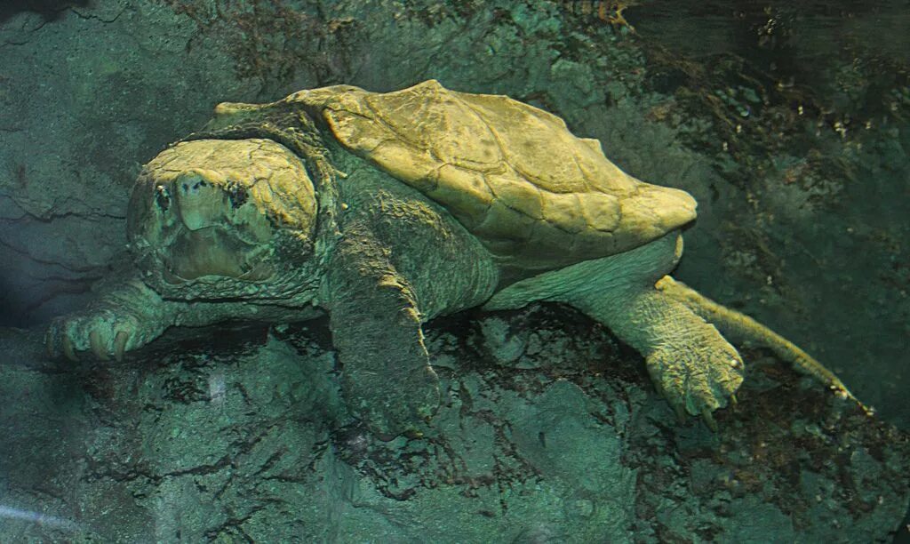 Северные черепахи. Грифовая черепаха. Грифовая черепаха большая. Alligator snapping Turtle. Грифовая черепаха аквариумная.