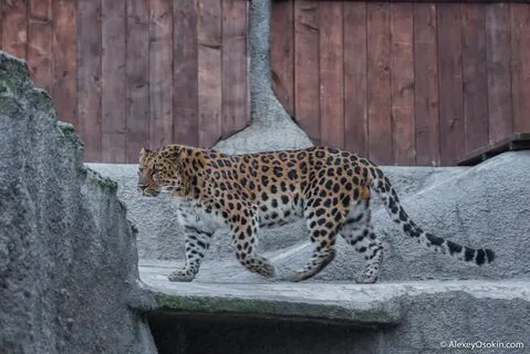 Сколько животных в московском зоопарке получили имена