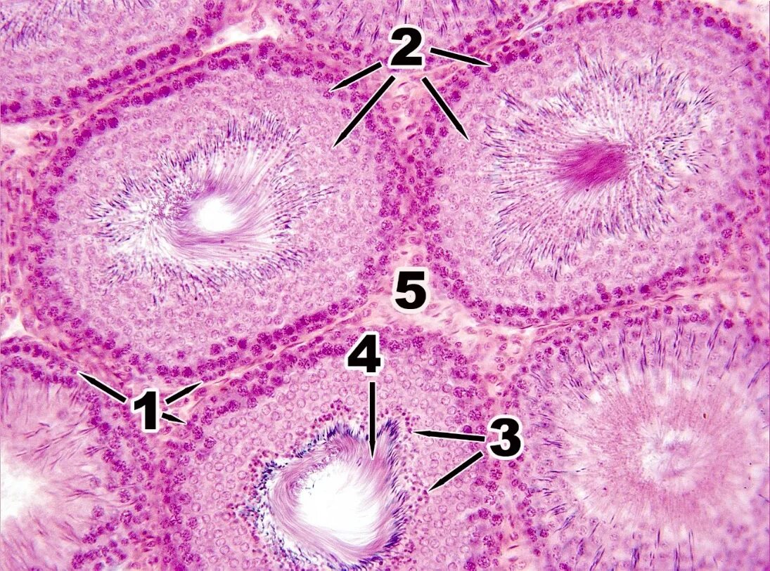 Увеличение больших половых. Семенник крысы гистология. Семенники млекопитающих гистология. Семенник крысы гистология препарат. Яичко млекопитающего гистология.