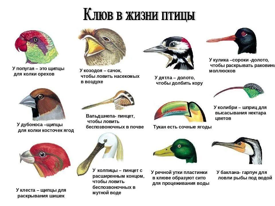 Птицы какой тип животных. Типы клювов у птиц. строение клюва насекомоядных птиц. форма клюва у птиц в зависимости от питания. типы клювов у птиц и их питание.