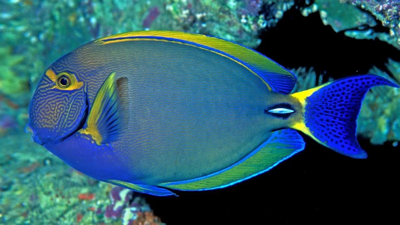 Рыба хирург почему. Acanthurus рыба хирург. Голубой хирург (Paracanthurus hepatus). Белогрудый хирург рыба. Хирург голубой белогрудый.