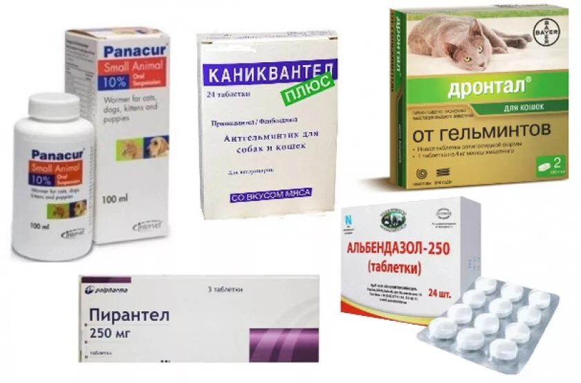 Передозировка глистогонных