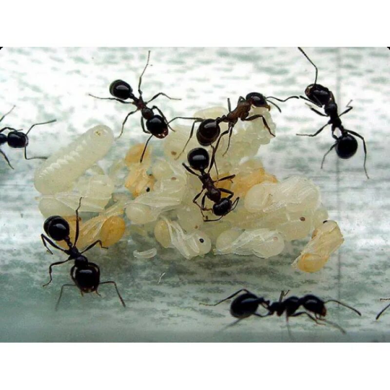 Какое развитие у муравья. Messor denticulatus красногрудый муравей-Жнец. Messor structor муравей-Жнец. Матка красногрудого муравья-жнеца. Колония муравьев-жнецов Messor structor.