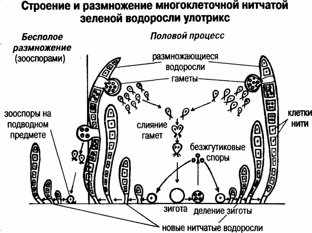 Жизненный цикл водорослей улотрикса. Жизненный цикл зеленой водоросли улотрикса. Жизненный цикл улотрикса рисунок. Цикл развития улотрикса рисунок.
