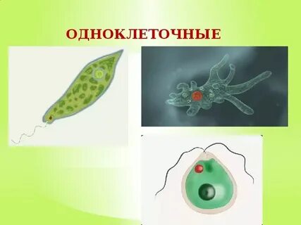Видео простейшие 5 класс