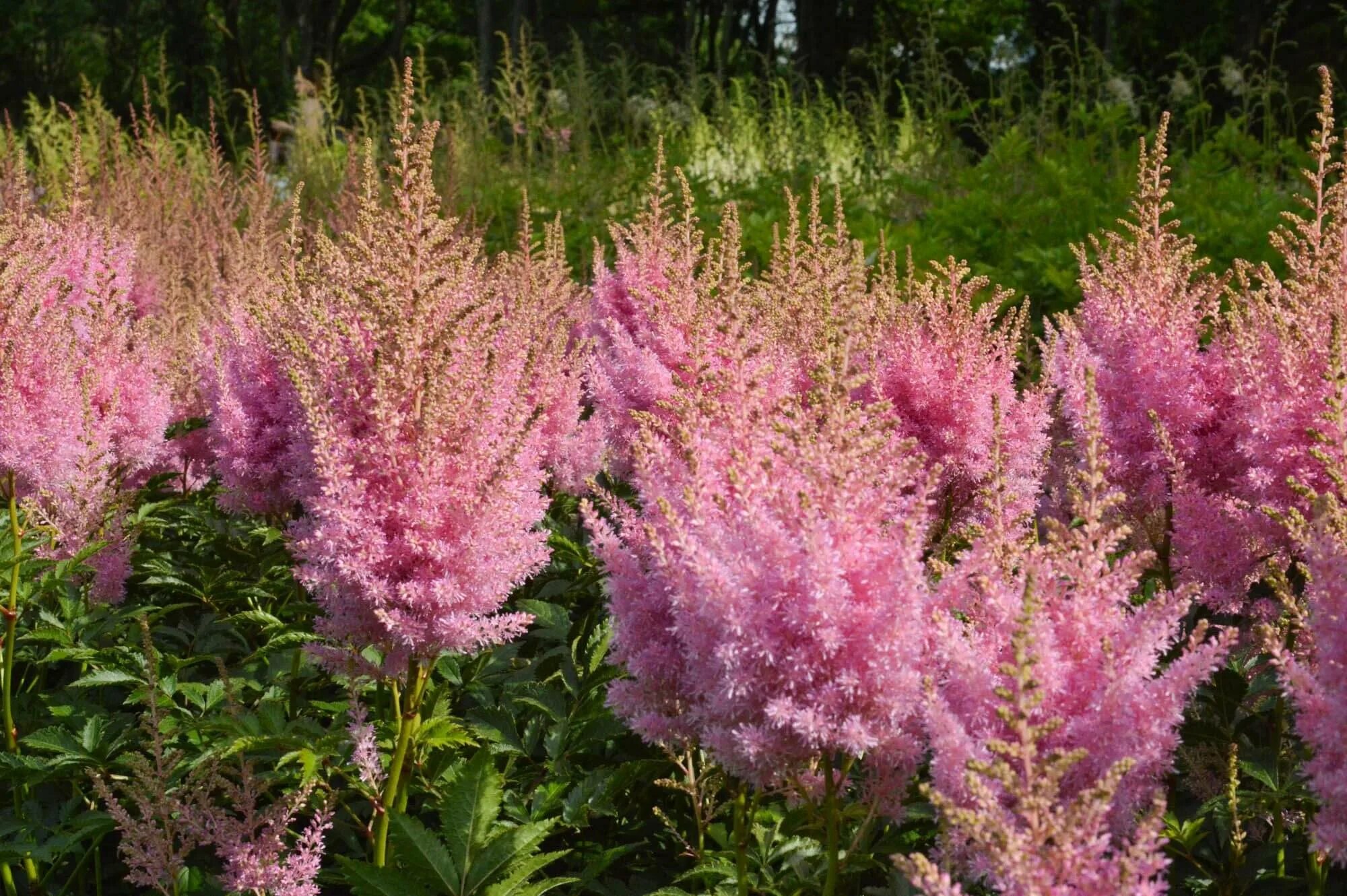 Астильба виды сорта. Асти́льба китайская ( astilbe). астильба мэгги дели. астильба арендса систер тереза. астильба лиловое перо.
