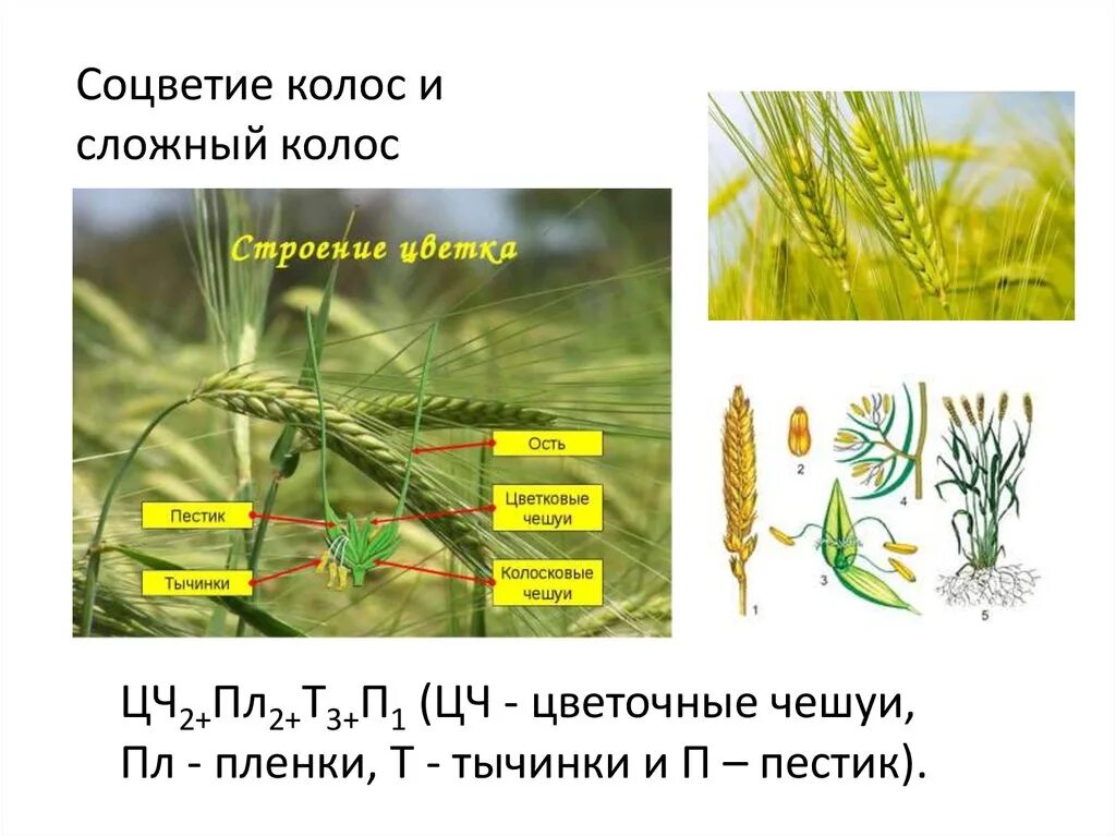 Порядок злаковые