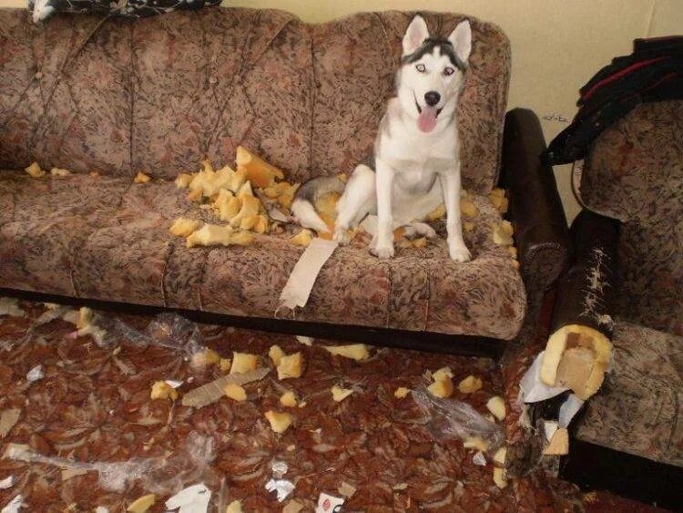 Хаски в квартире. Стоит заводить хаски. Хаски порода хаски. Хаски в квартире. Хаски.