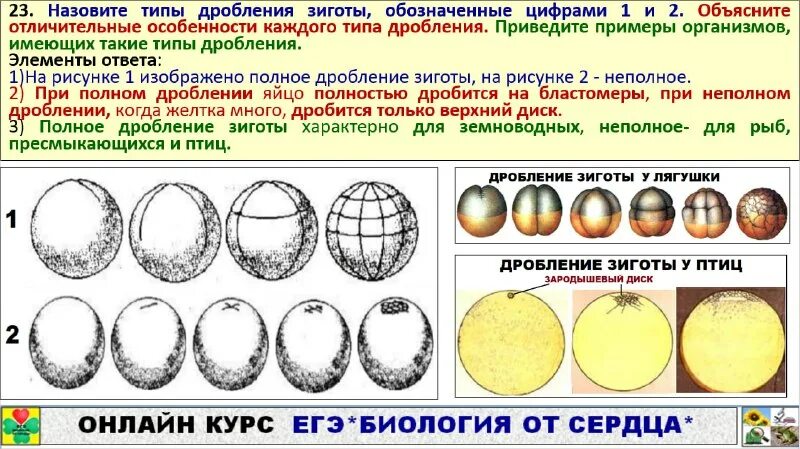 Процесс дробления зиготы. Тип дробления зиготы человека. Онтогенез дробление зиготы. Стадии эмбрионального развития зигота дробление. Стадии развития эмбриона зигота.
