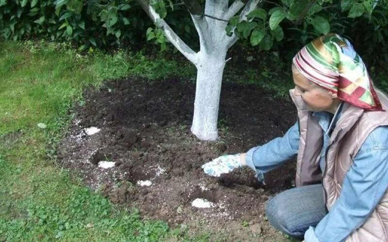 Удобрение яблони в приствольный круг. Подкормка деревьев. Плодовые деревья для сада. Внесение удобрения в приствольный круг. Весенняя подкормка яблонь