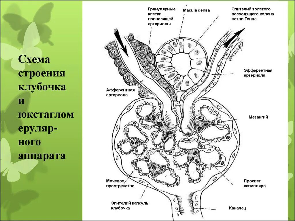 Артериолы клубочка. Почечное тельце мезангий. клетки клубочка почки. мезангий клубочков почек. строение клубочка почки мезангий.
