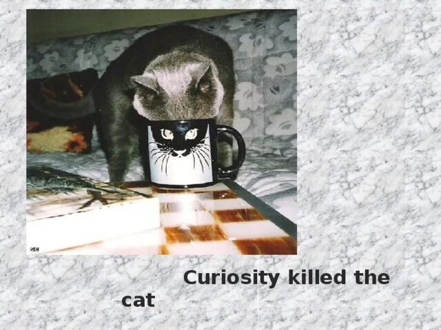 Curiosity killing the cat. Curiosity Killed the Cat русский эквивалент. Пословица Curiosity Killed a Cat.. Curiosity Killed a Cat на русском. Curiosity Killed the Cat Мем.