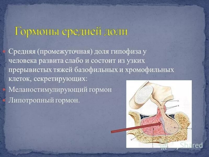 гипофиз передняя и задняя доли гистология. псевдофолликулы гипофиза гистология. гипофиз гистология препарат. гипофиз препарат гистология с обозначениями. гормоны промежуточной доли гипофиза.