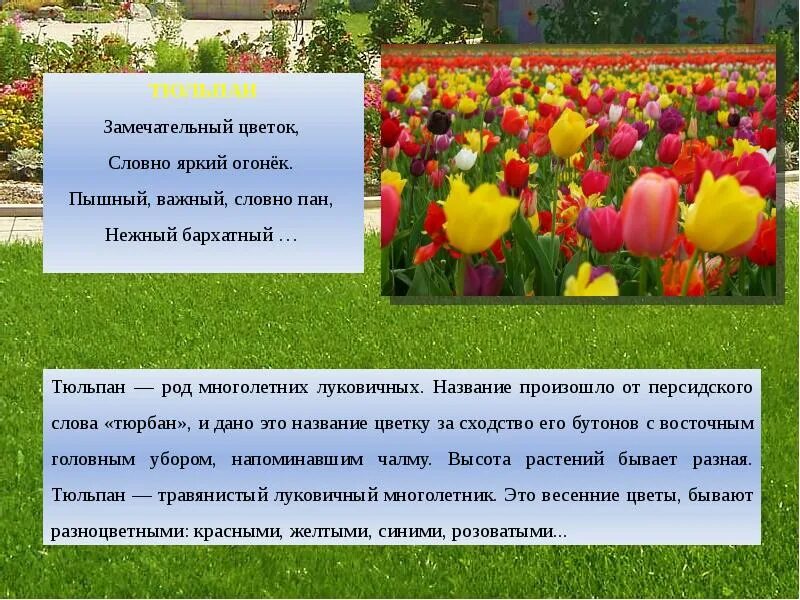 Словно цветы текст. Словно цветы текст. Текст песни слова. Замечательный цветок словно. Словно цветы текст.