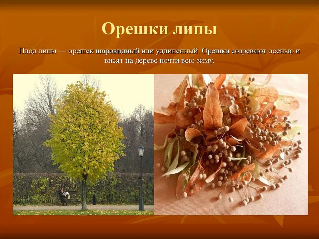 Осенние жизнь растений. Плоды липы. орешки липы. осень в жизни растений. явления в жизни растений осенью.
