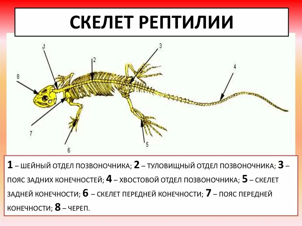 Хвостовой отдел пресмыкающихся