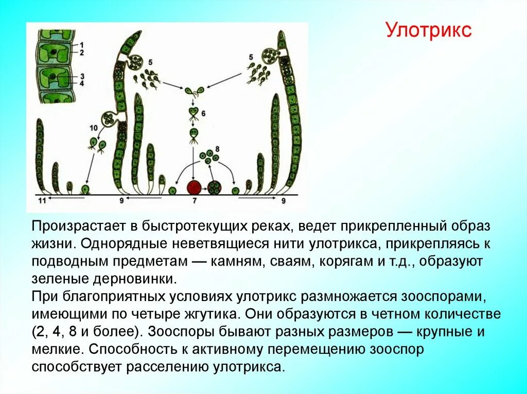 Приспособления для жизни у водорослей. Улотрикс это растение относится к низшим или высшим. Нитчатая водоросль улотрикс. Улотрикс цикл жизни. Размножение улотрикса биология 6 класс.