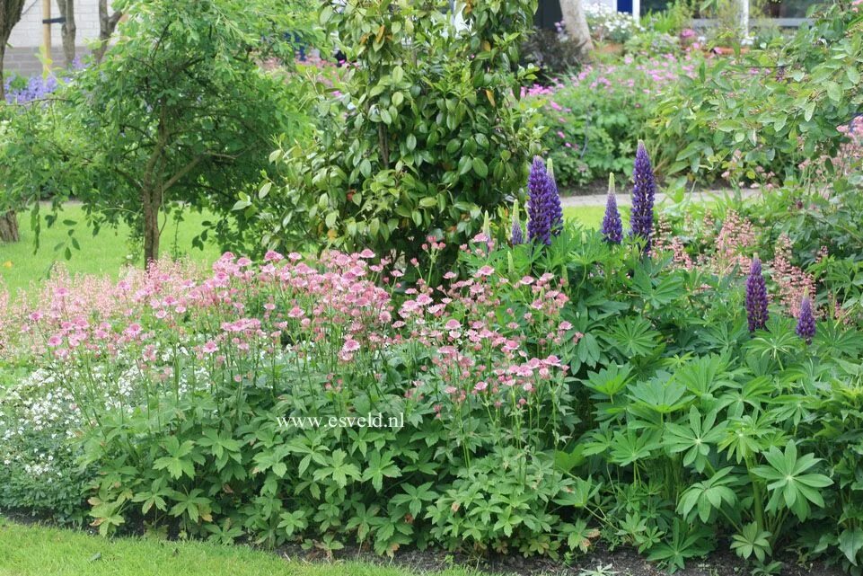Topic: Jarzmianka większa (Astrantia major ) (2/3) Astrantia major, Astrantia, G