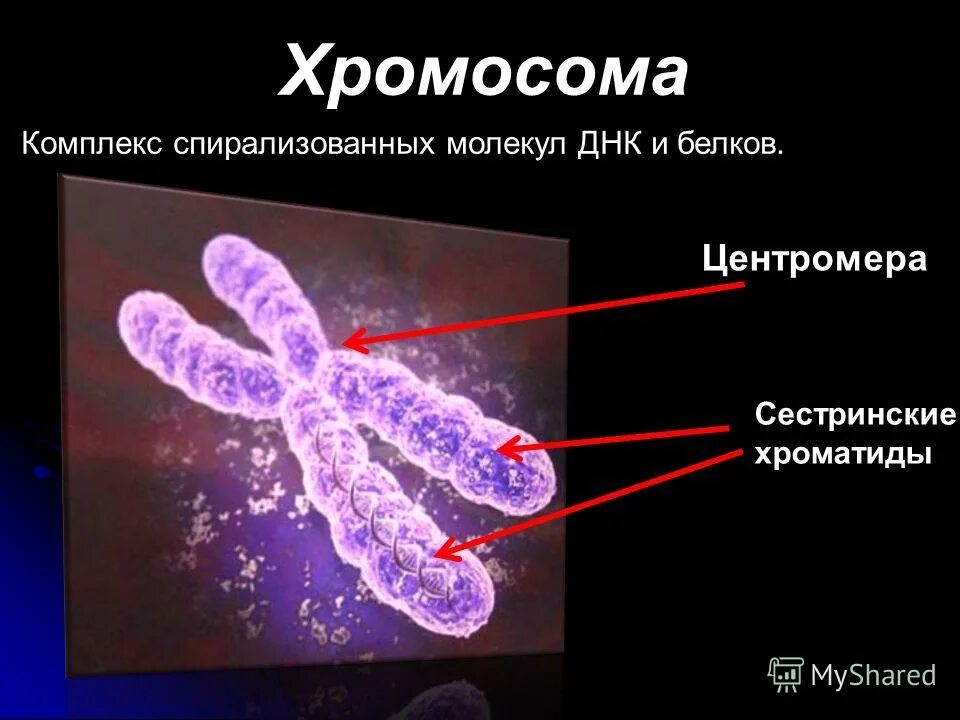лептотена. в каких фазах хромосомы спирализованы. лептотена хромосомы и хроматиды. спирализация хромосом происходит в. размножение на клеточном уровне.