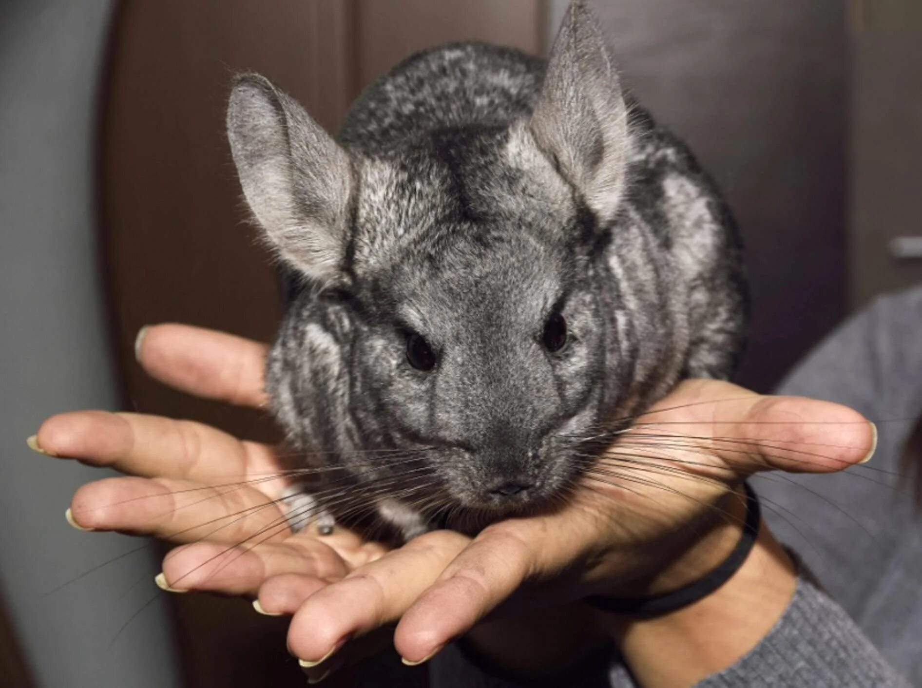 Выпустил шиншиллу. Выпустил шиншиллу. Береговая шиншилла. Шиншилла пломбирчик. Шиншилла бежит.