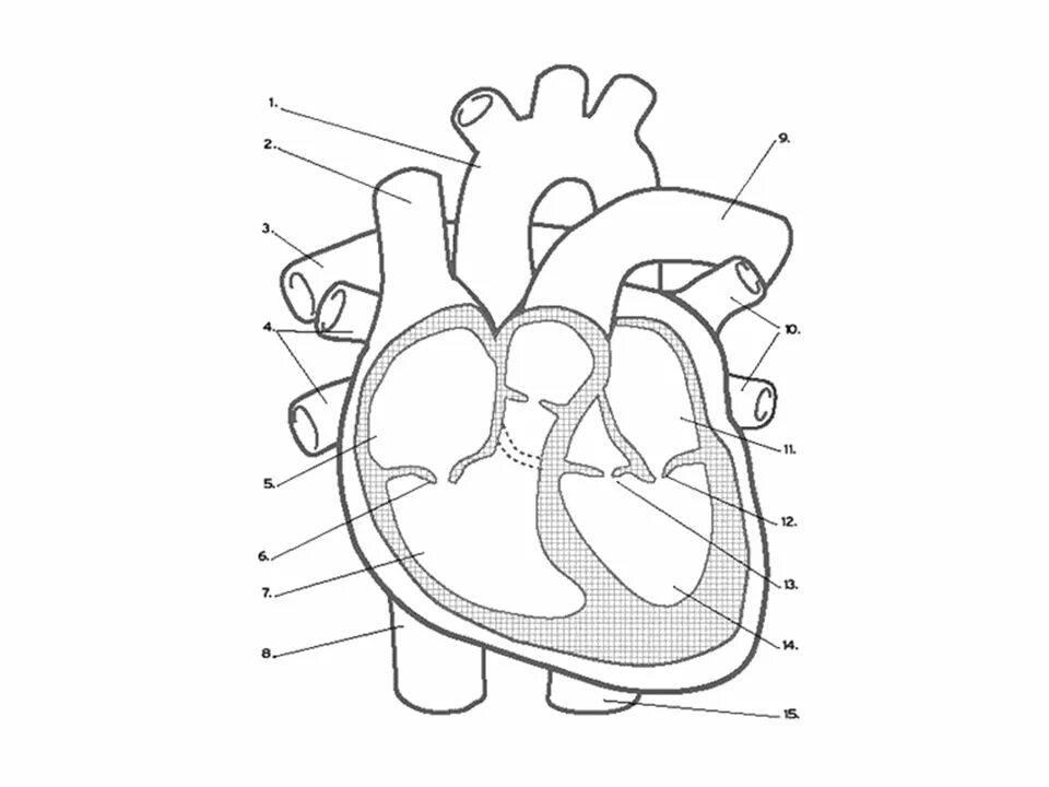 Срез сердца человека. Строение сердца человека схема. Сердце в разрезе. Строение сердца человека в разрезе. Зарисовка строения сердца.