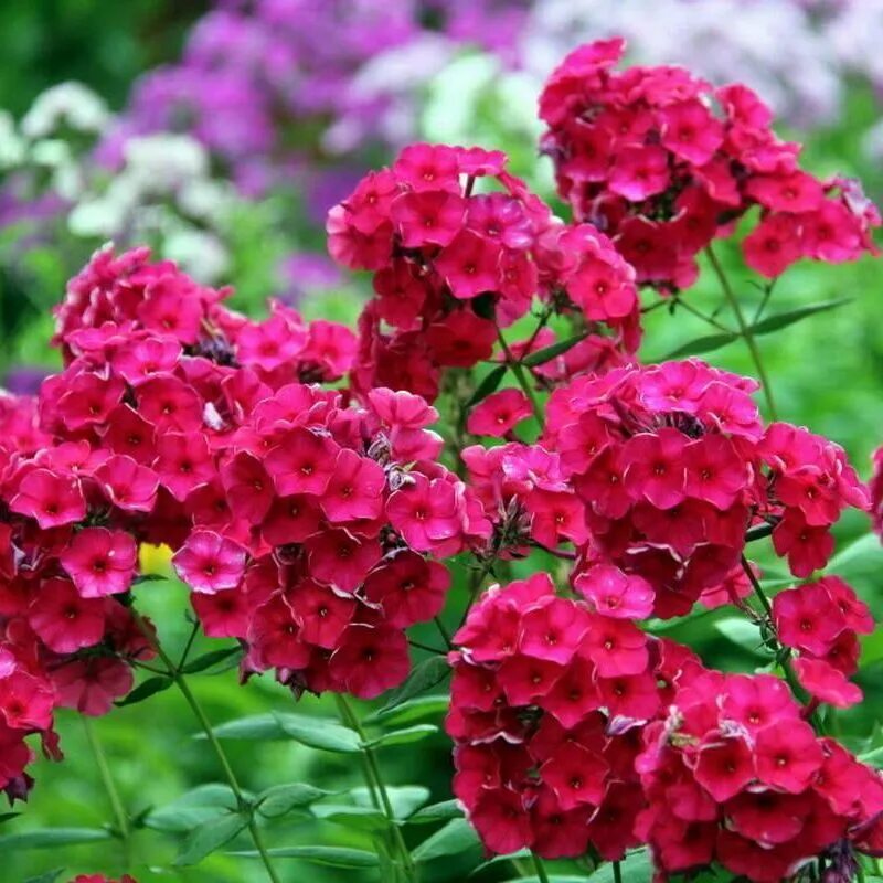 флокс метельчатый (phlox paniculata tenor. флокс метельчатый "tenor" (тенор). флокс метельчатый. флокс метельчатый "tenor" (тенор). флокс метельчатый "tenor" (тенор).