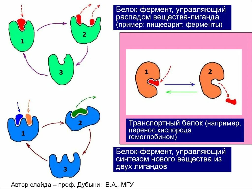 Особенности ферментов белков. Белковые ферменты. Ферментативные белки. Примеры ферментативных белков. Примеры белков ферментов.