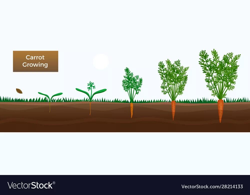 Этапы оста. Процесс роста моркови. Схема роста моркови. Этапы роста моркови для дошкольников. Стадии роста моркови в картинках.