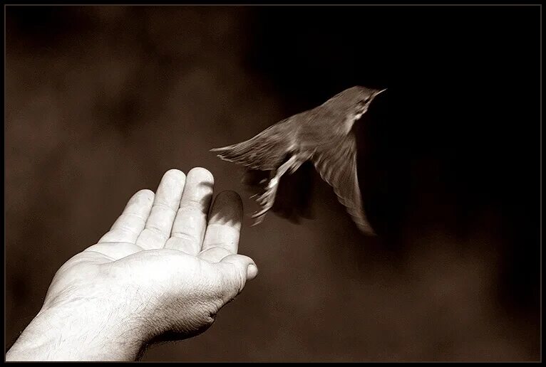 Птица на руке. Парень выпускает птицу. Отпустить на волю. Птица на руке. Отпустить на волю.