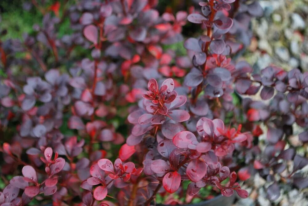 Барбарис дартс ред леди описание. Барбарис тунберга хелмонд пиллар. Барбарис дартс ред леди описание. Барбарис тунберга дартс леди. Барбарис арлекин фото и описание.