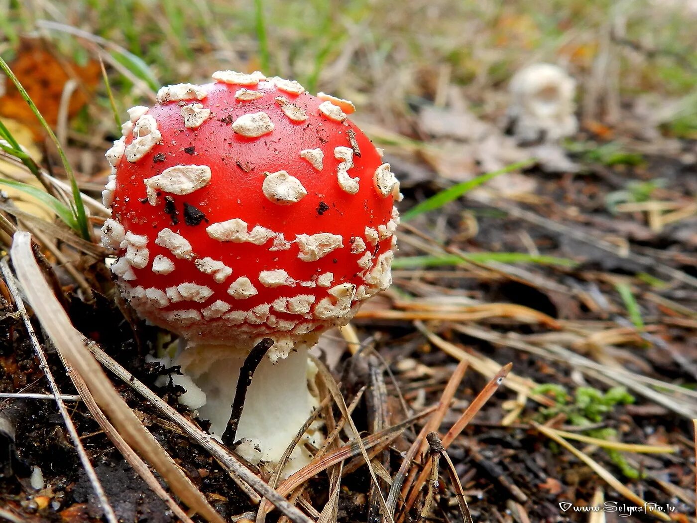 мухомор аманита мускария. Amanita red. мухомор королевский amanita regalis. мухомор красный грибы. мухомор шишковидный (amanita strobiliformis).