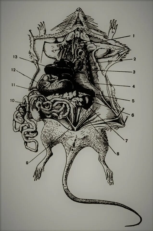 Внутренняя мышь. Скелет крысы строение. Скелет крысы внутреннее строение. Строение крысы анатомия.