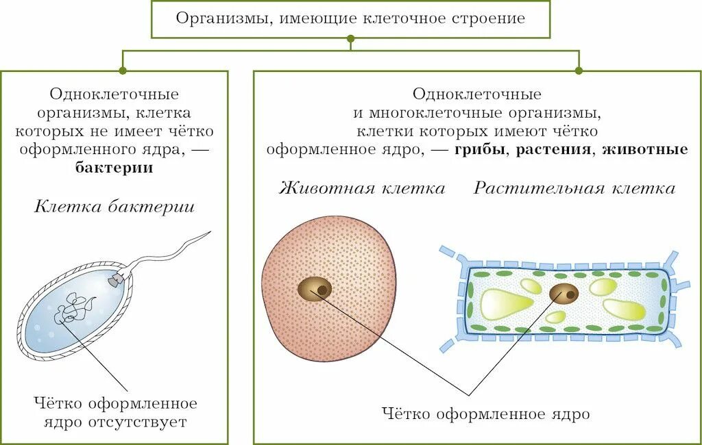 Строение ядра грибной клетки. Организмы имеющие клеточное строение. Грибы имеют клеточное строение. Царство грибы клетка. Клетки имеющие два ядра