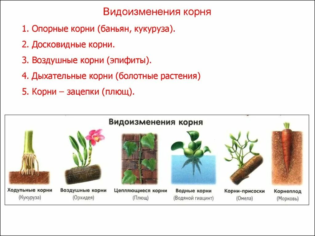Опорная функция растения. Видоизмененные корни корнеплоды. Метаморфозы вегетативных органов корневища.