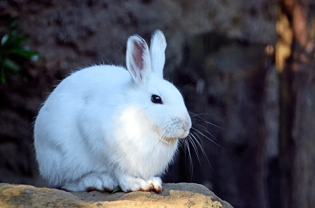 Hare of the cog