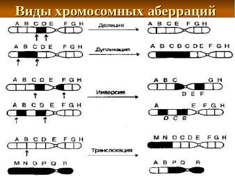 Хромосомные мутации выпадающие. Хроматидные и хромосомные аберрации. типы хромосомных аберраций. структурные хромосомные аберрации. хромосомные мутации схема.
