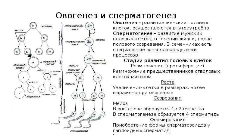 В результате мейоза образуются яйцеклетки. Фаза созревания овогенеза и сперматогенеза. Этапы процесса сперматогенеза и овогенеза. Стадия созревания овогенеза. Развитие половых клеток сперматогенез и оогенез.