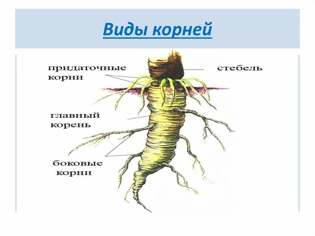 Гипогеогенное корневище. Строение корневища. Корневище это в биологии. Внешний вид корневища.