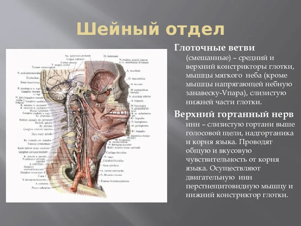 Блуждающий нерв топография. Глоточные ветви блуждающего нерва иннервируют. Блуждающий нерв анатомия топография. Глоточное сплетение блуждающего нерва.