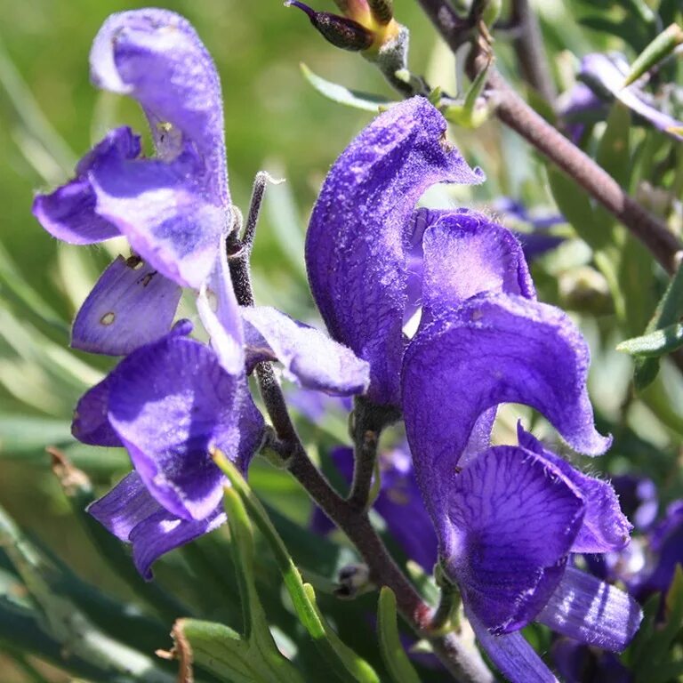 Аконит байкальский. Акционерное общество "нпо "аконит. Цветы аконит, примула. Аконит кузнецова фото. Волчий аконит цветок.