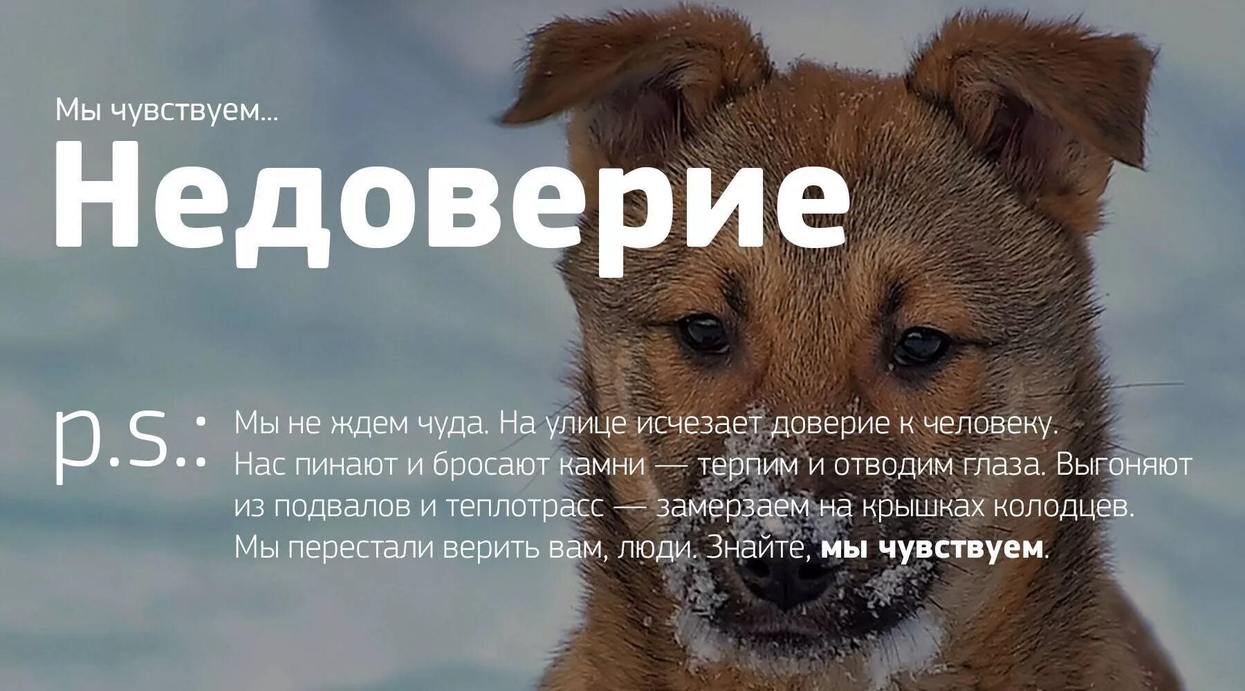Что чувствует собака