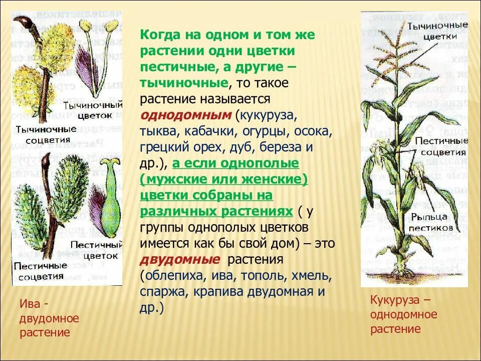 Обоеполые однодомные двудомные. Растения однодомные и двудомные биология 6 класс. Цветки однодомные и двудомные 6 класс биология. Однодомные и двудомные растения таблица. Однодомные и двудомные растения это в биологии.